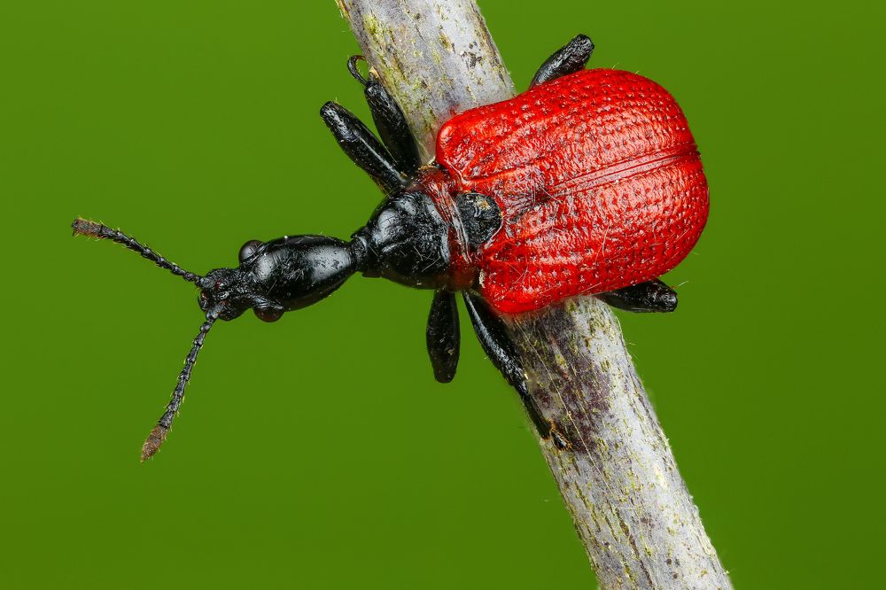 Трубковерт орешниковый