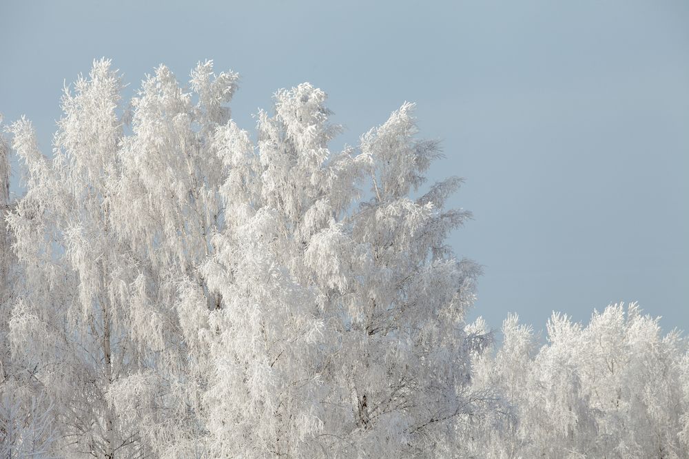 Зимний лес, Красноярск