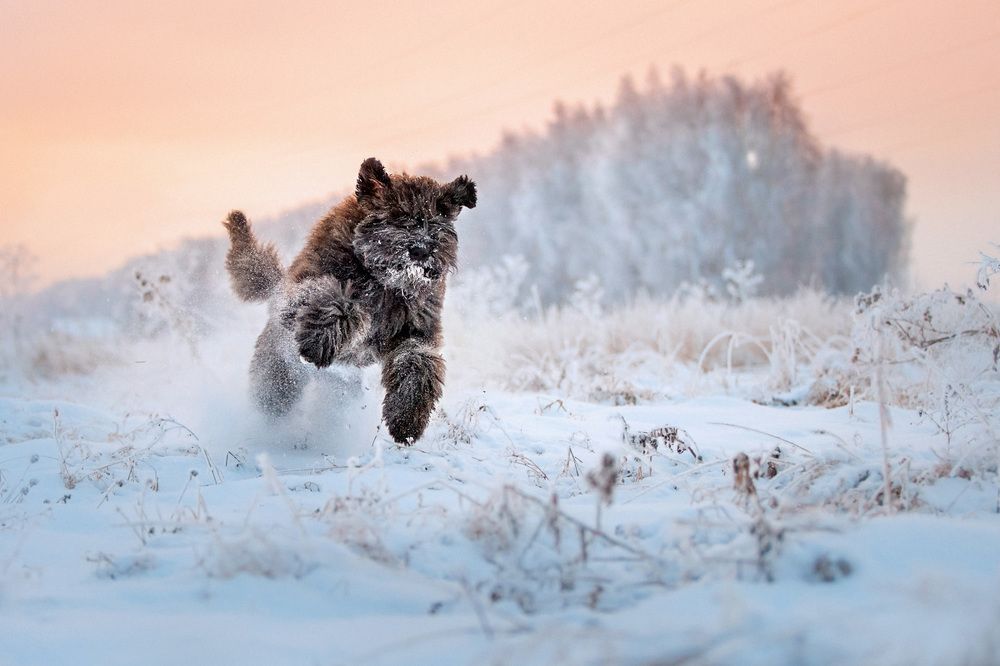 Собаки, вперед!