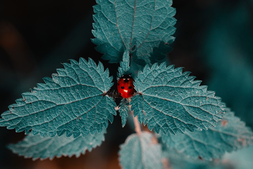 Ladybug