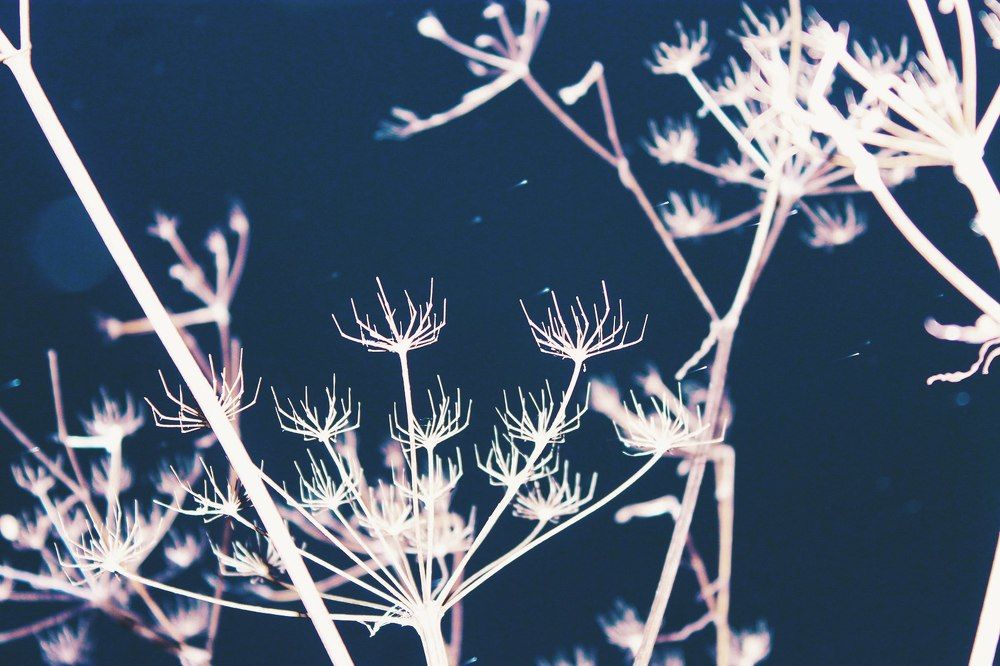 дуновение зимы