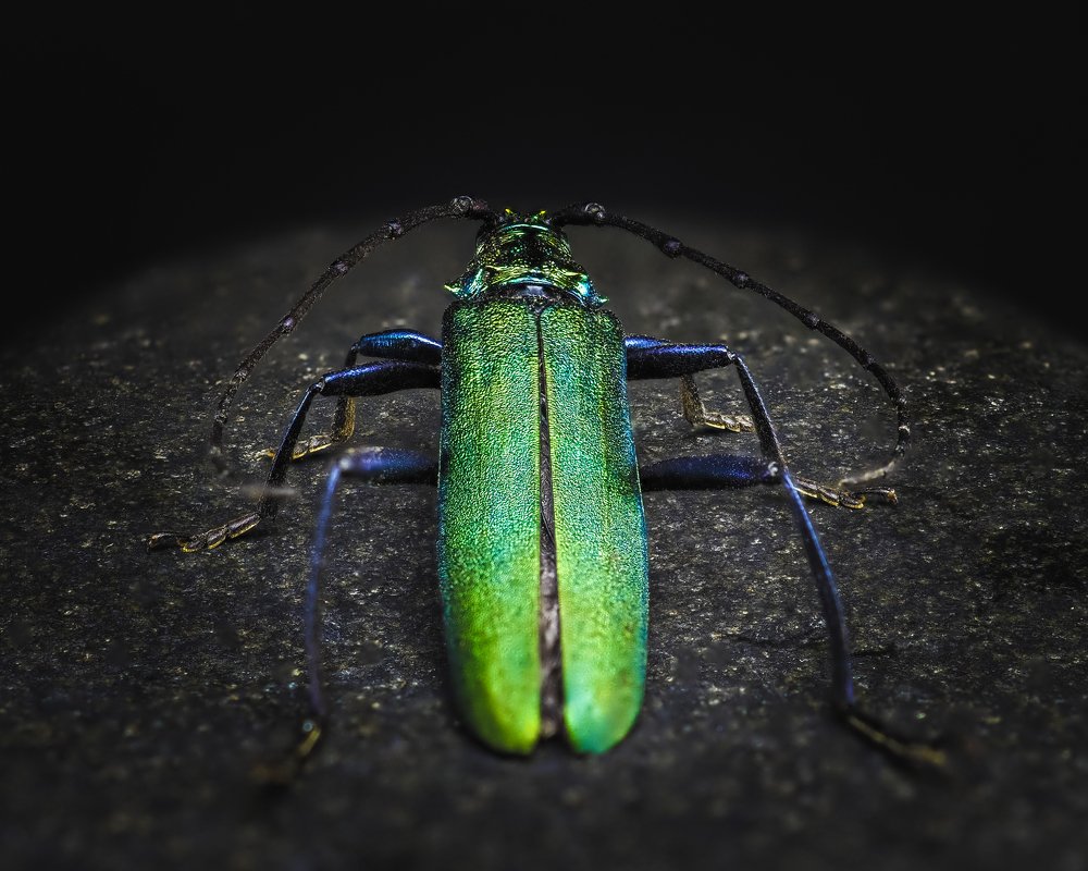 Photograph by Photons Reflectitur