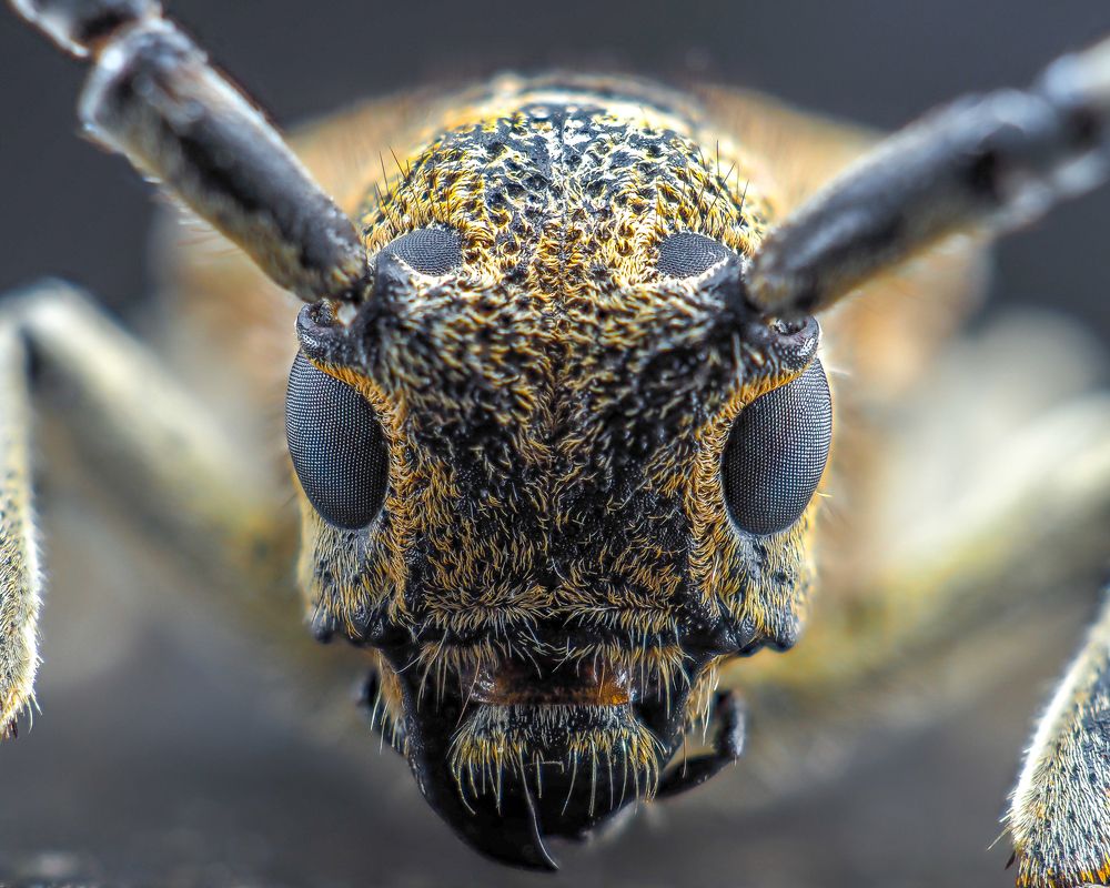 Photograph by Photons Reflectitur