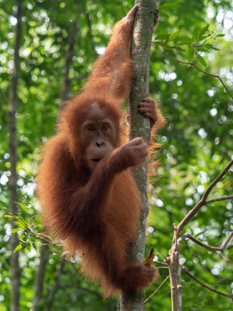 Bukit Lawang