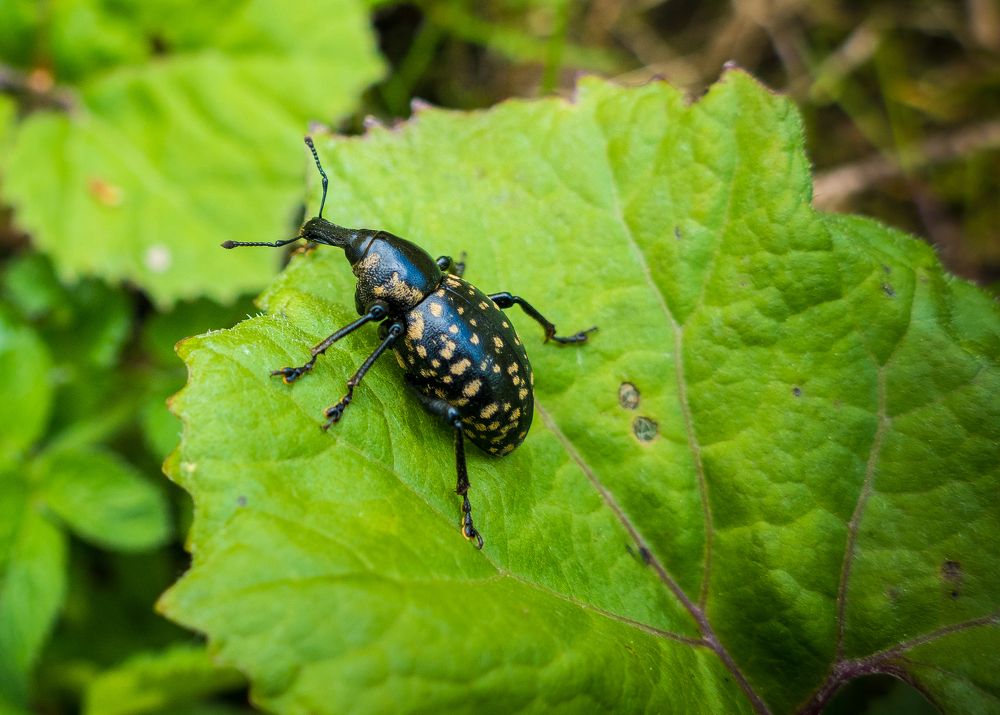 Liparus glabrirostri