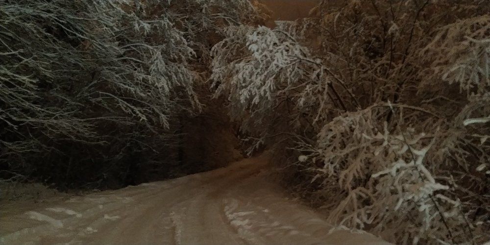 Новогодний лес