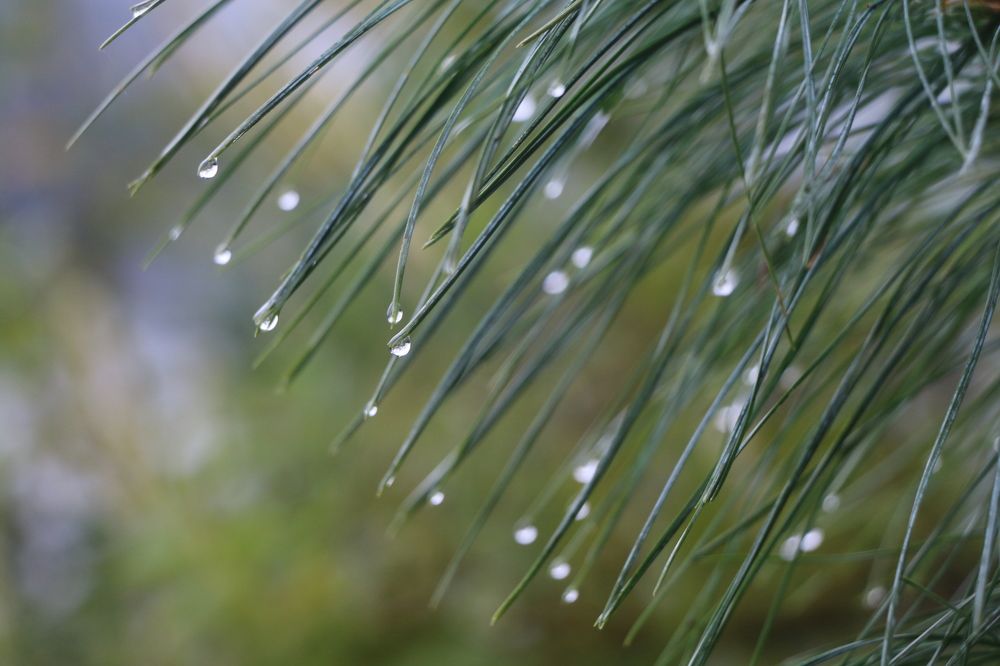 Water Droplets on needles of Pine