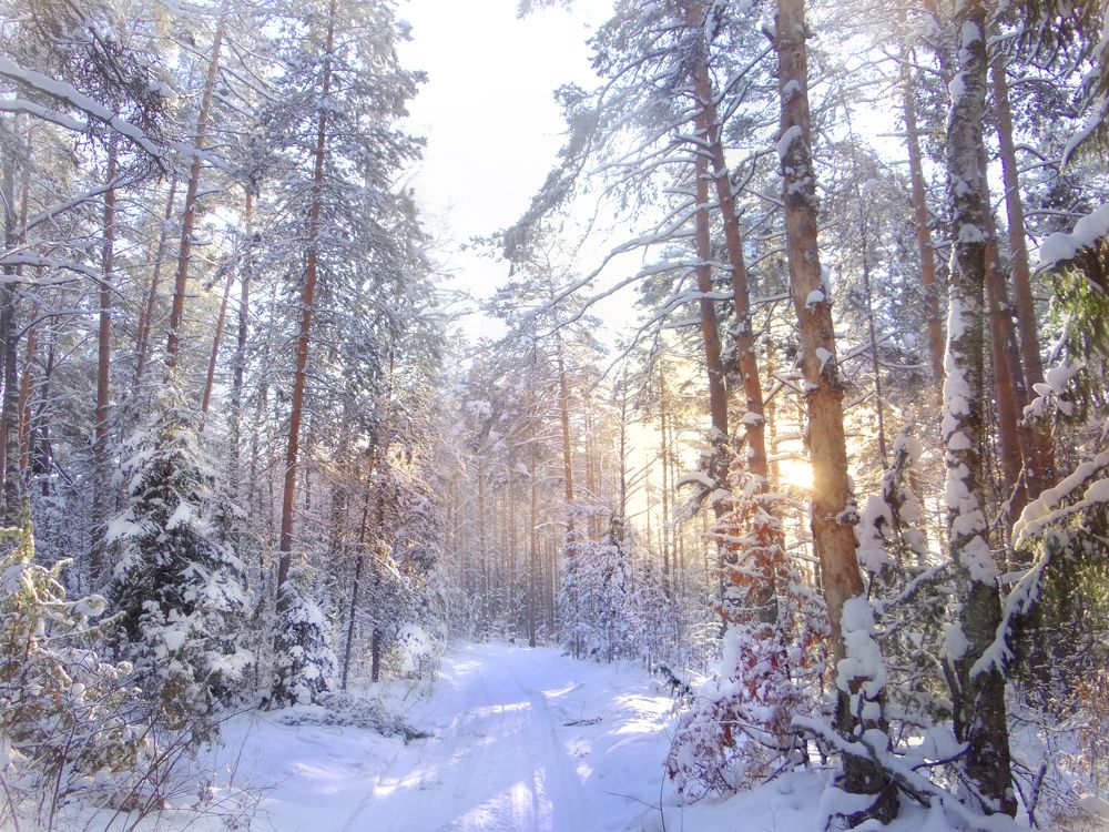 Рождественский Бор