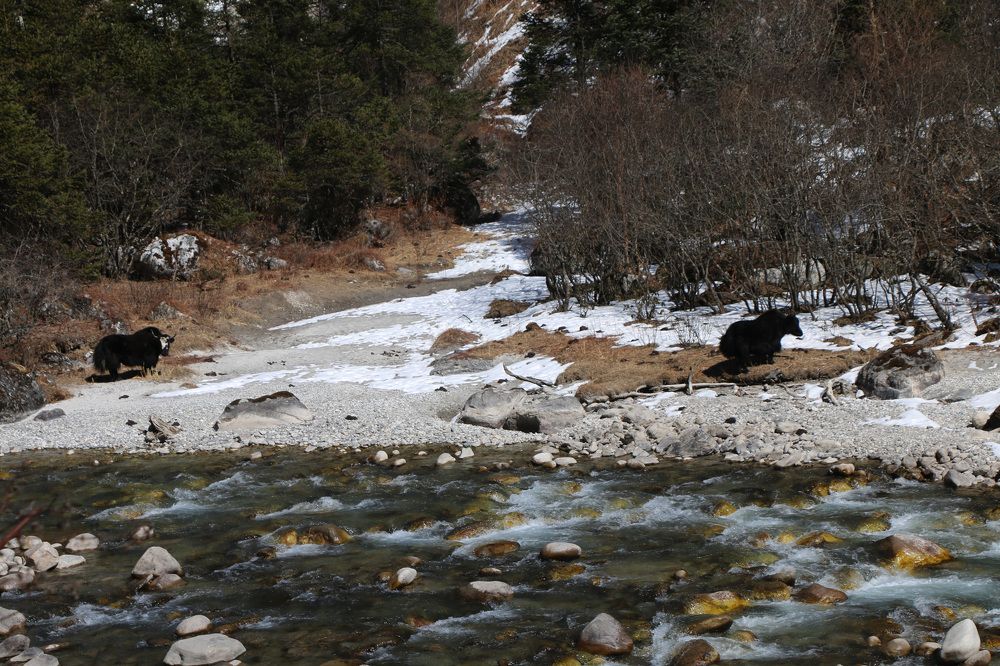 Yak grazing on riverbank