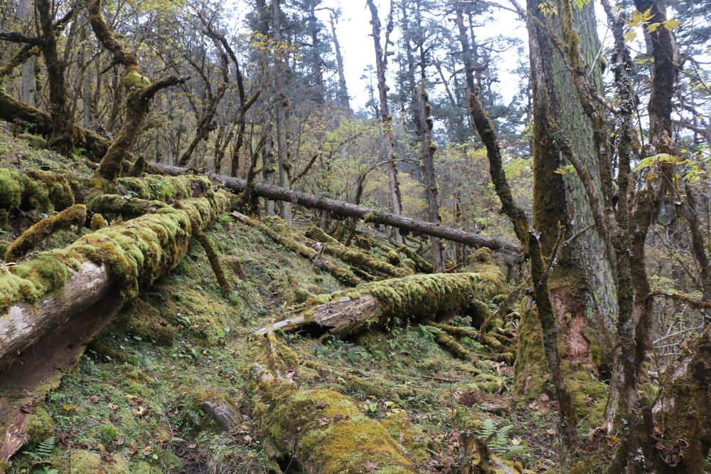 Fallen Logs in the Jungle