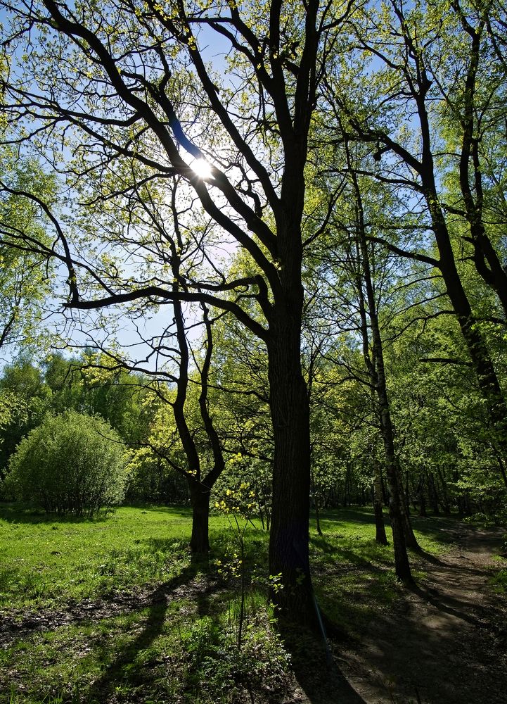 shadows of trees in the forest on a bright spring day