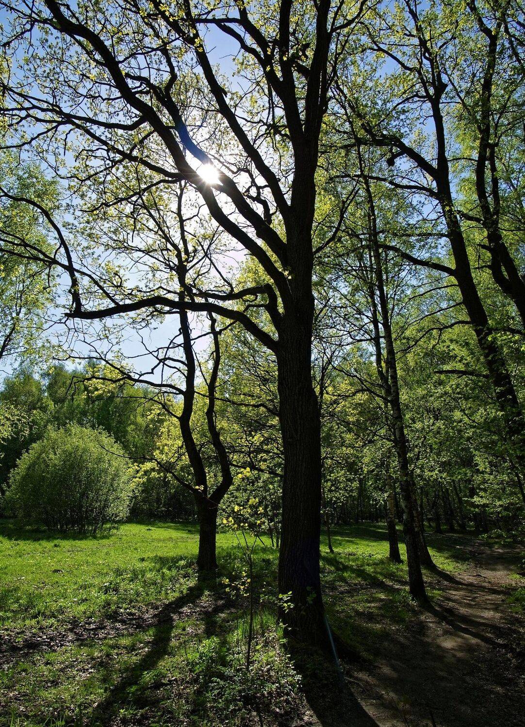 shadows of trees in the forest on a bright spring day