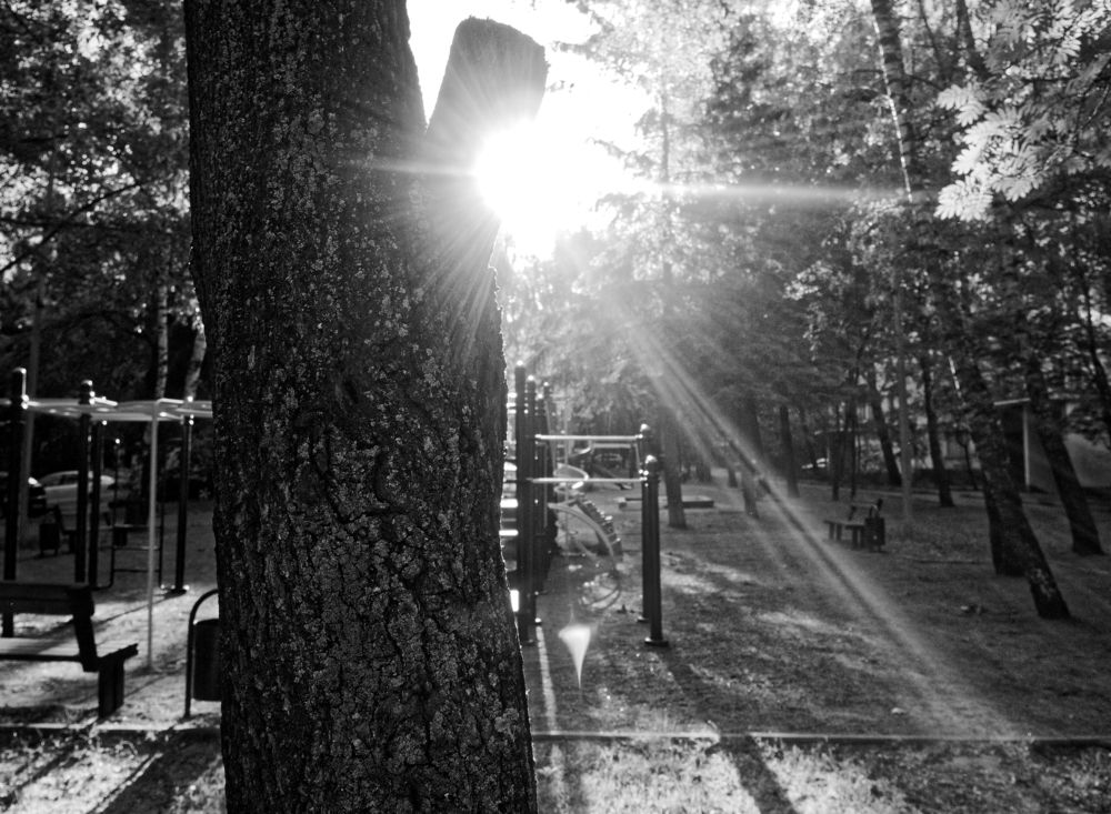 trees in the yard in Moscow in the morning