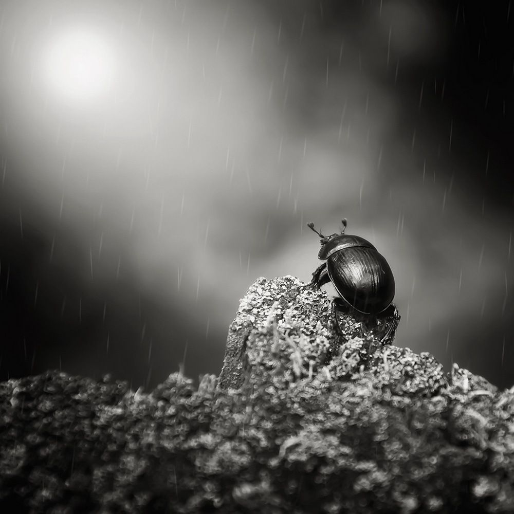 Photograph by Владимир Налбандян