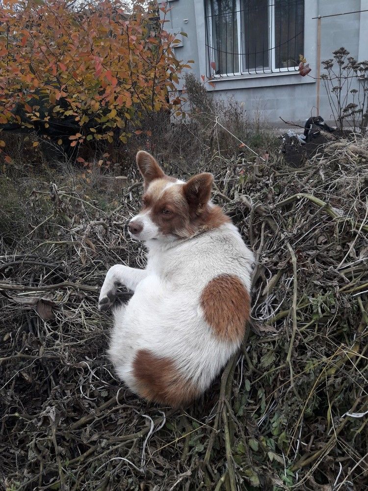 Собака на сене.