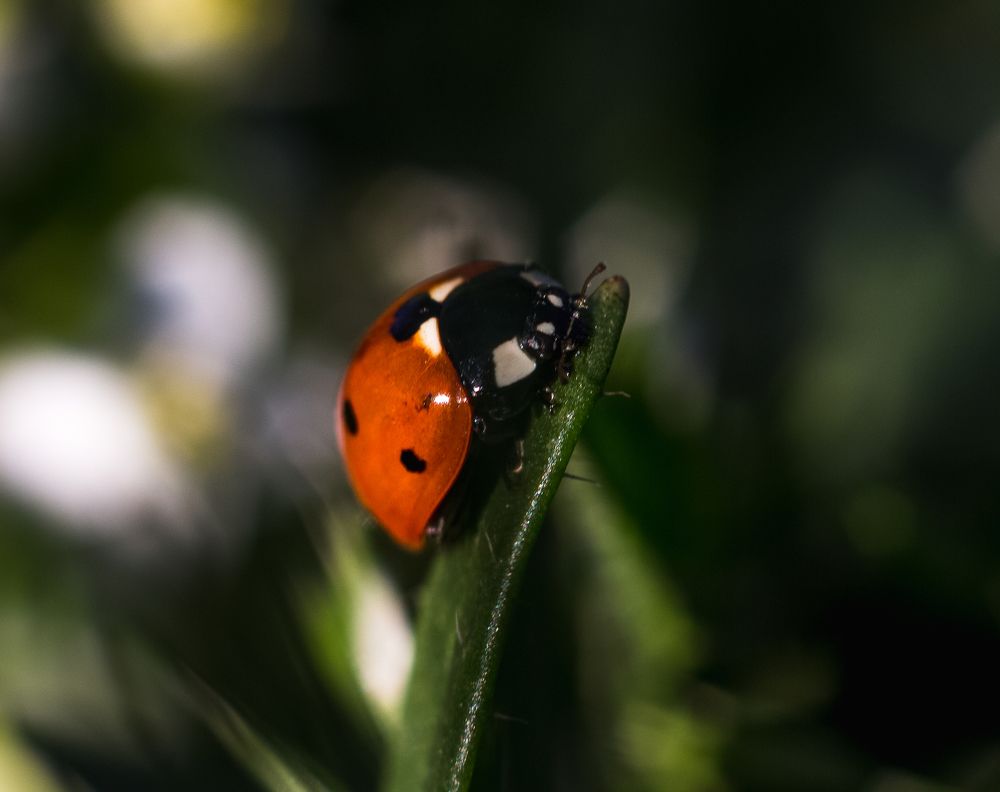Божья коровка