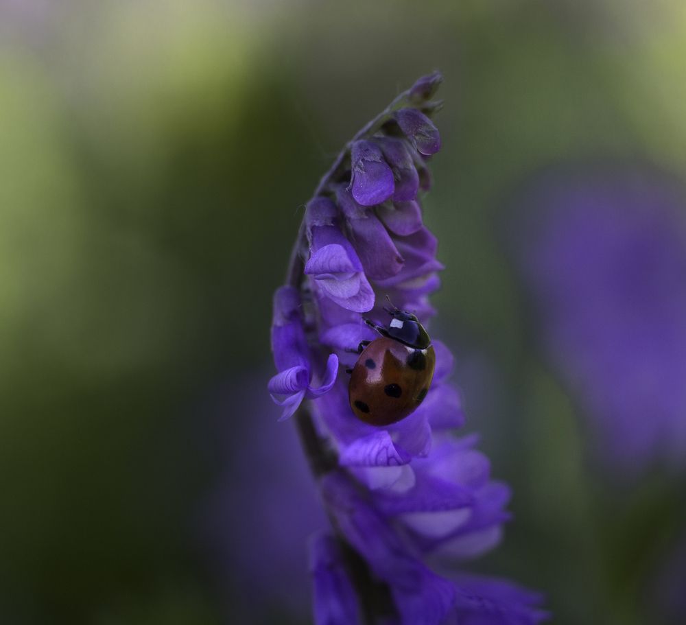 Путь к вершине