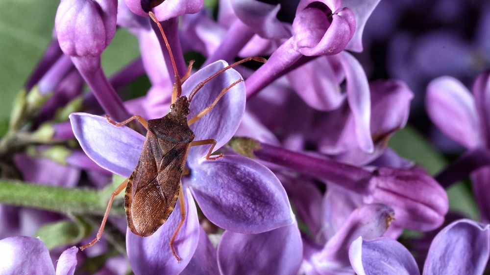 Клоп на сирени