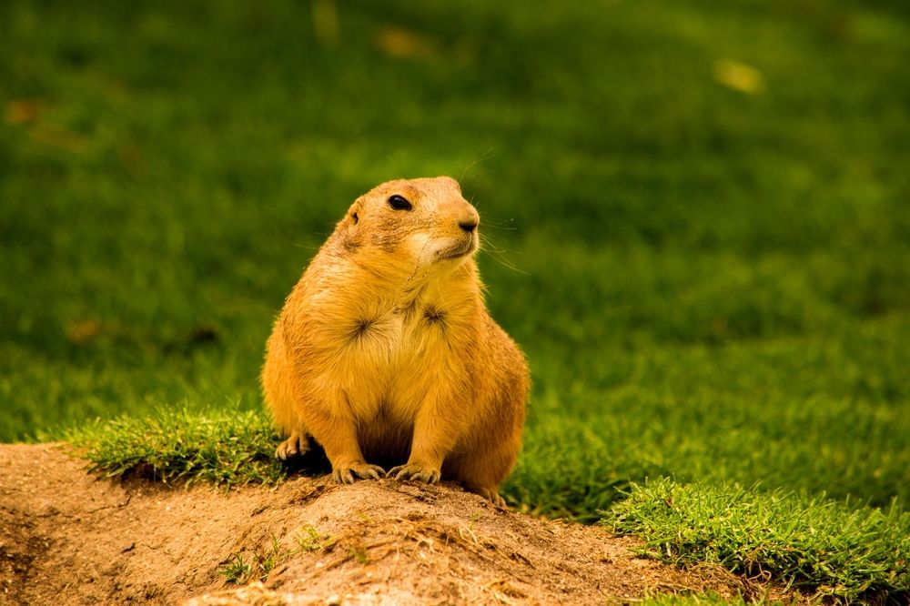Perrito de la pradera