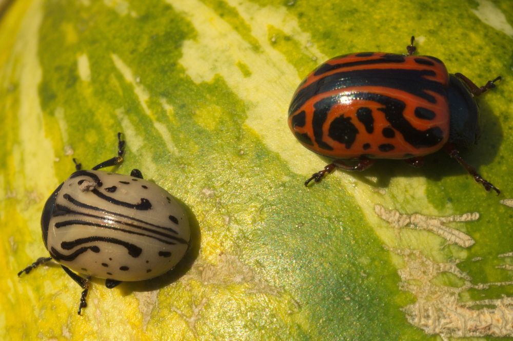 349 Ladybug Sith Pattern