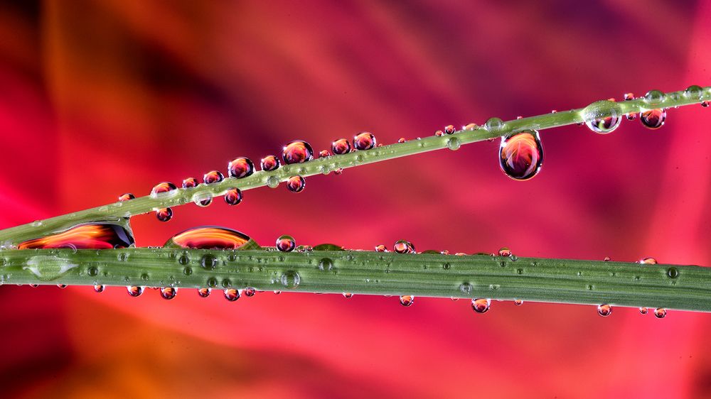 Капли на траве