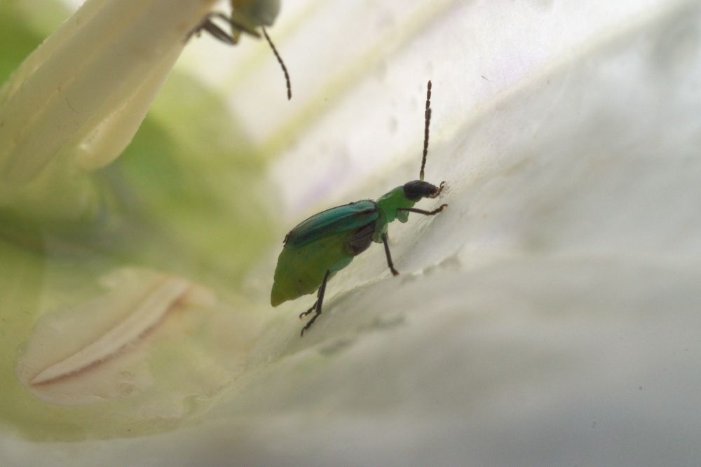 463 Northern Corn Root