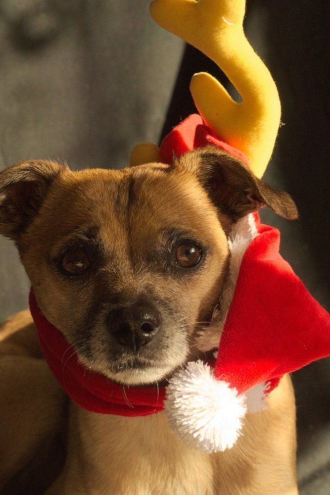 Soft Cuddly Antlered Chug Soft Glow