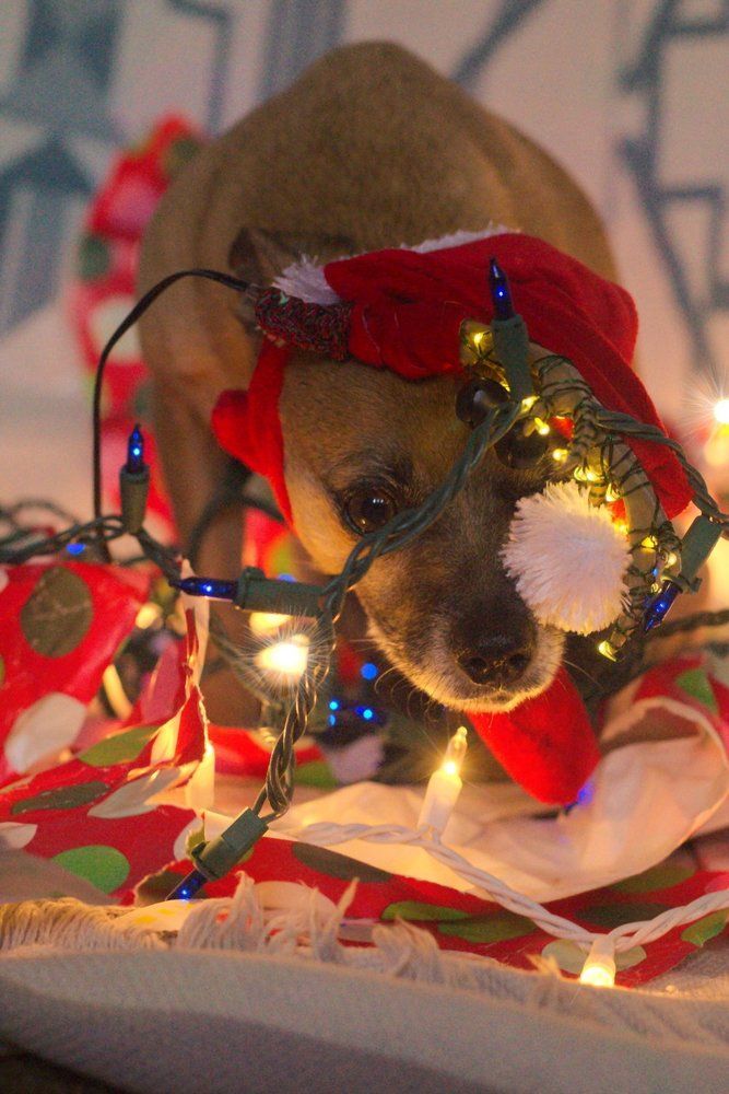 Little Dog In Big Trouble