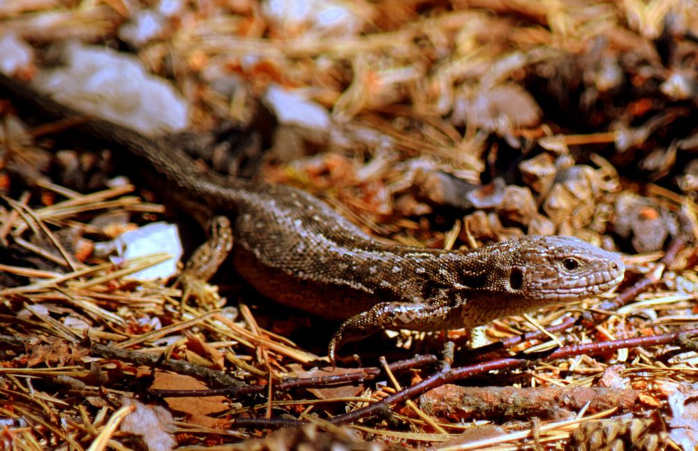 Lizard / Ящерица