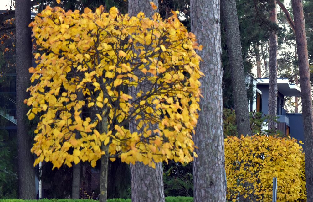 Golden squares of Jurmala / Золотые квадраты Юрмалы