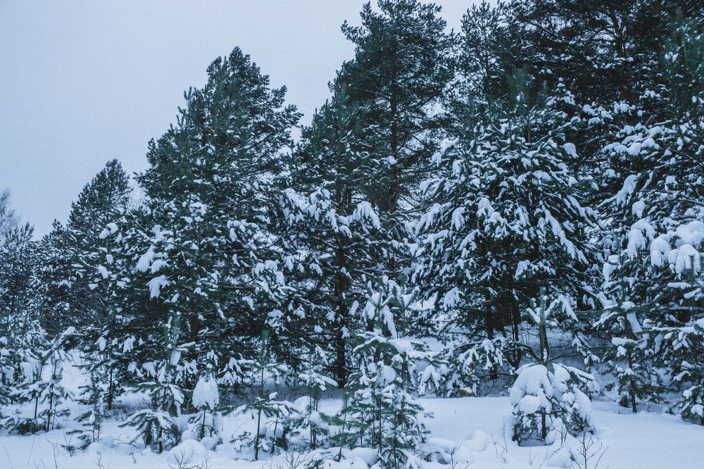 Photograph by Matvey