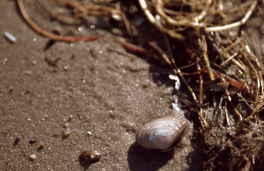 On the coast of the Gulf of Riga / На берегу Рижского залива