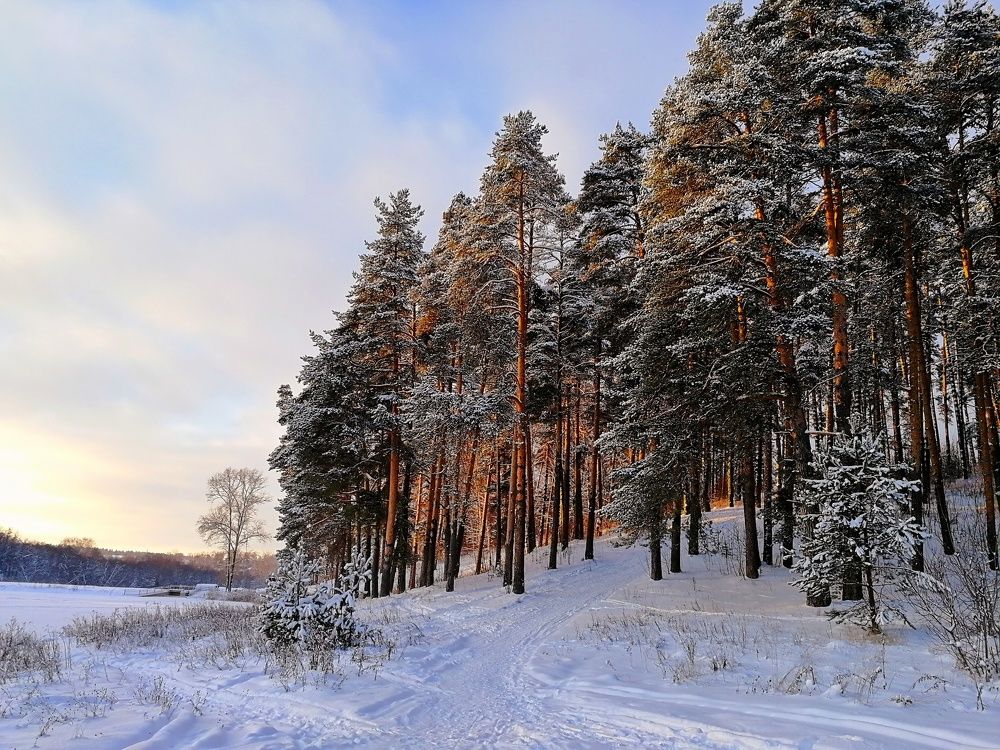 Сосновый бор