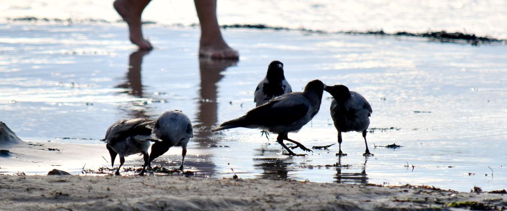 Crows / Вороны