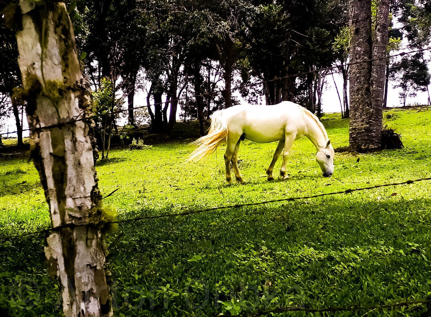 Horse