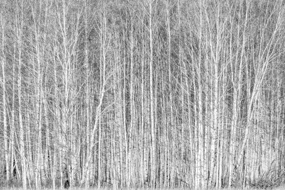 Березовый ситец