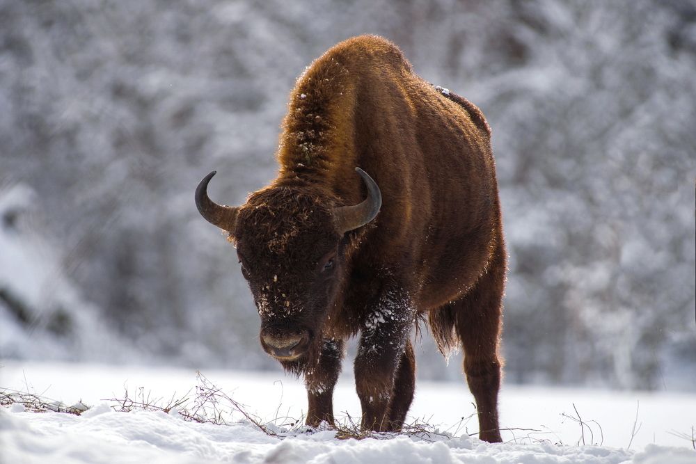 ВСТРЕЧА В ЛЕСУ