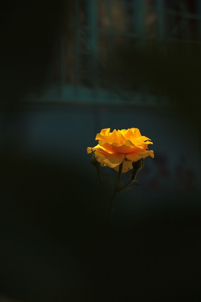 Одинокая красотка