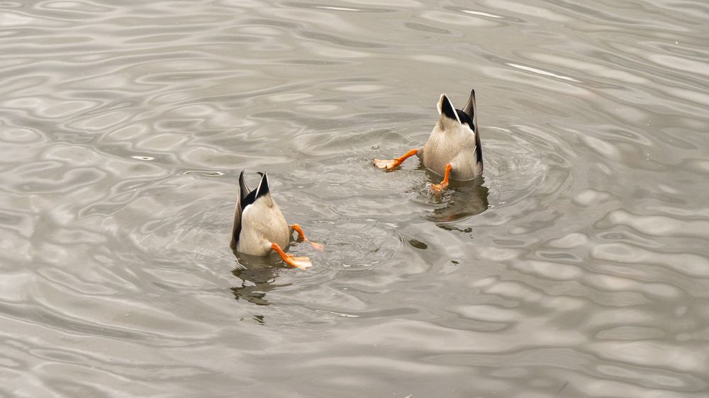 Царскосельские пингвины