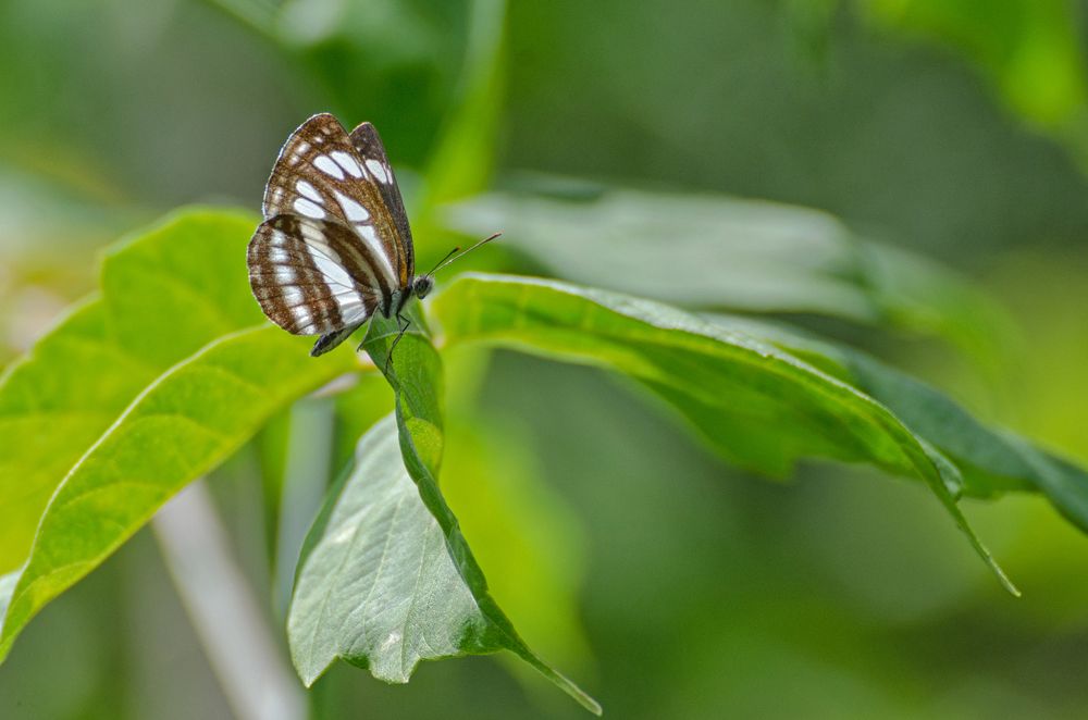 Здесь на листок я легкий опустилась...