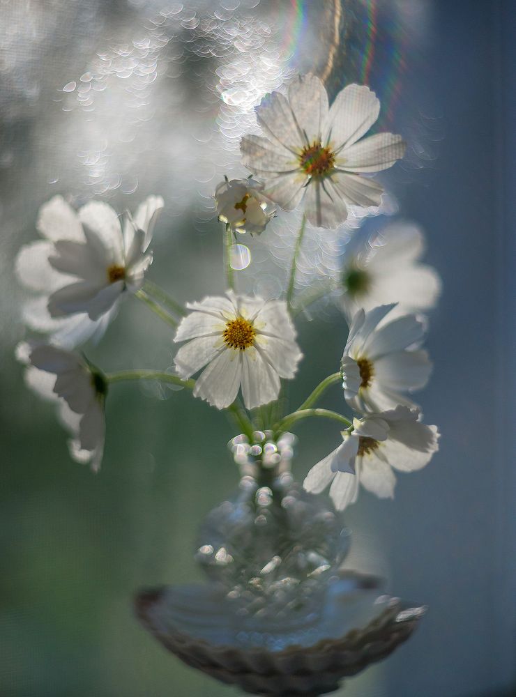 Photograph by Елена Вапняр