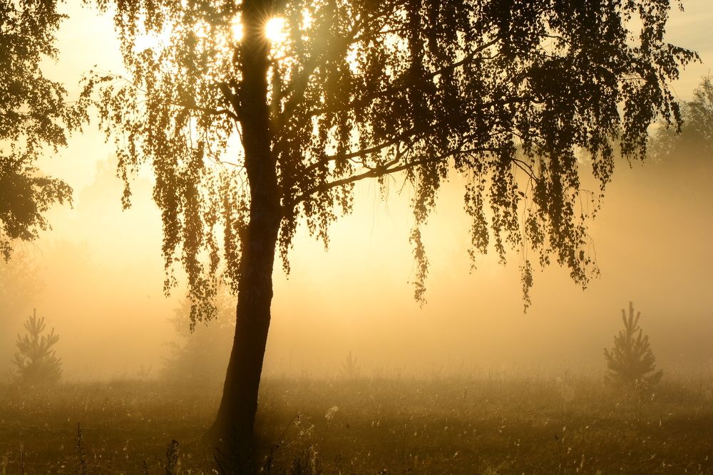 Под сенью тумана