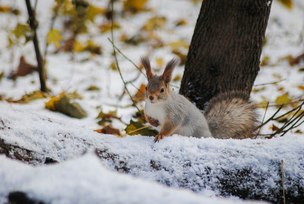 Photograph by Екатерина Гущина
