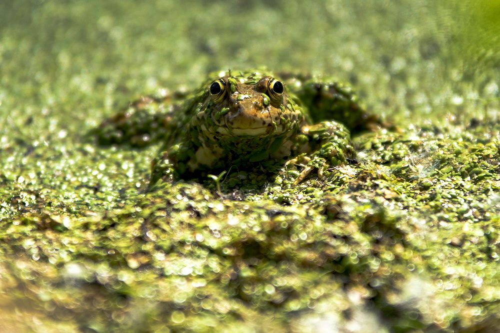 Frog on the swamp