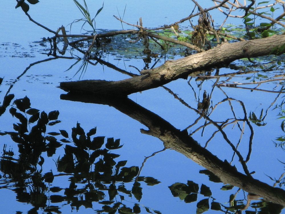 Тень на воде