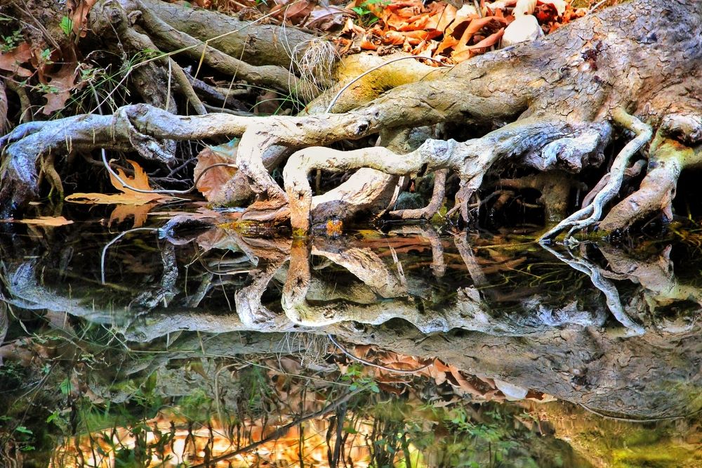 Природная симметрия