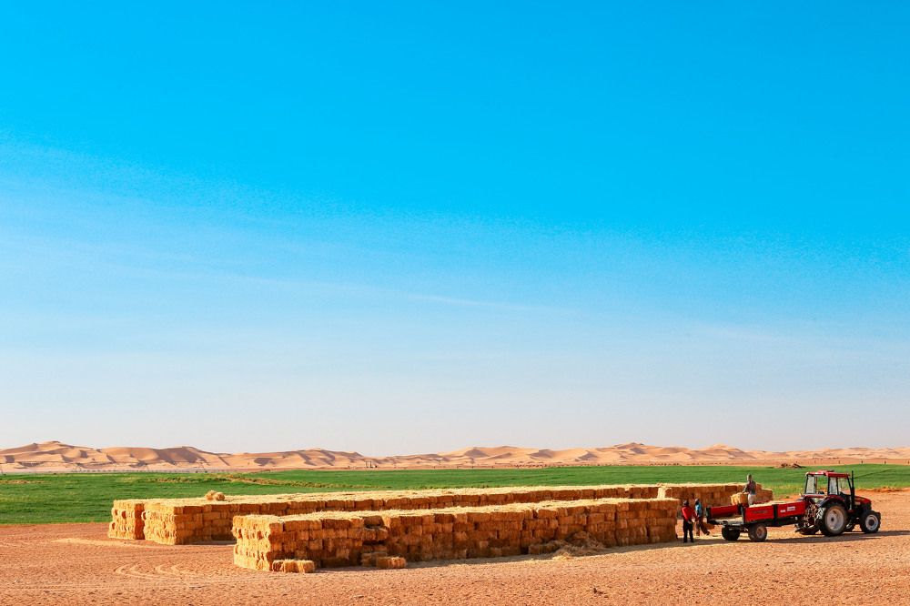 The best job in the desert