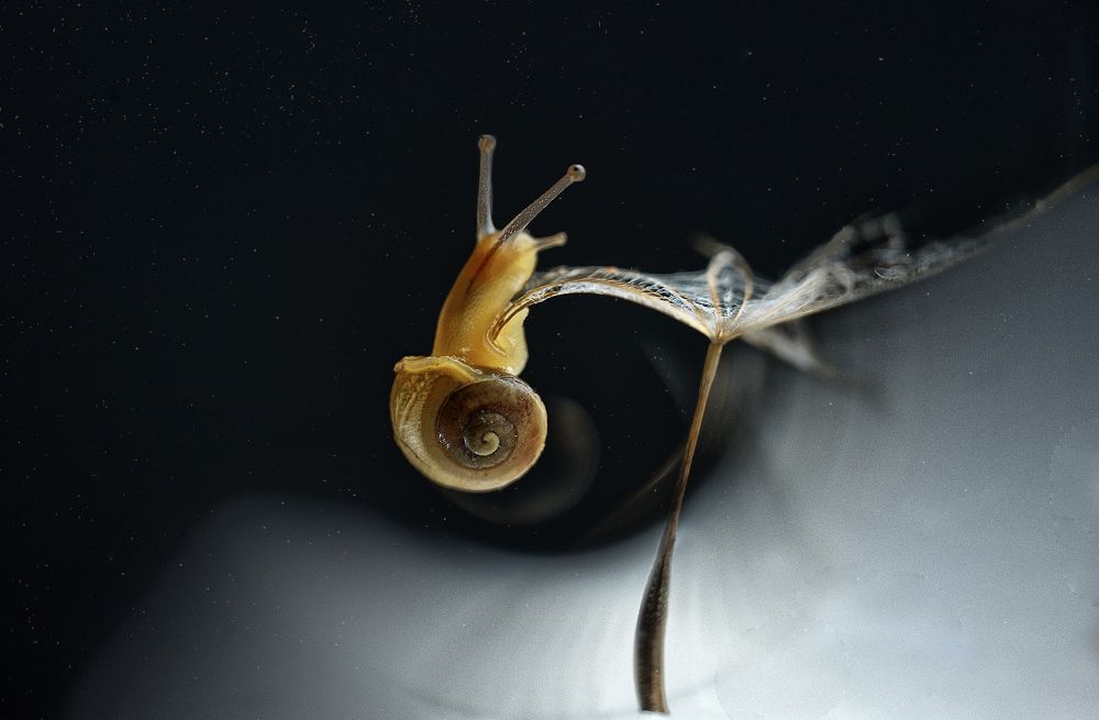 Невесомость