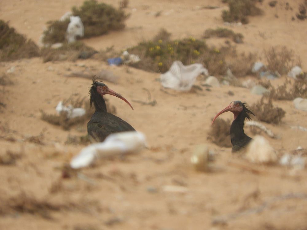 Between the garbage (Geronticus eremita)