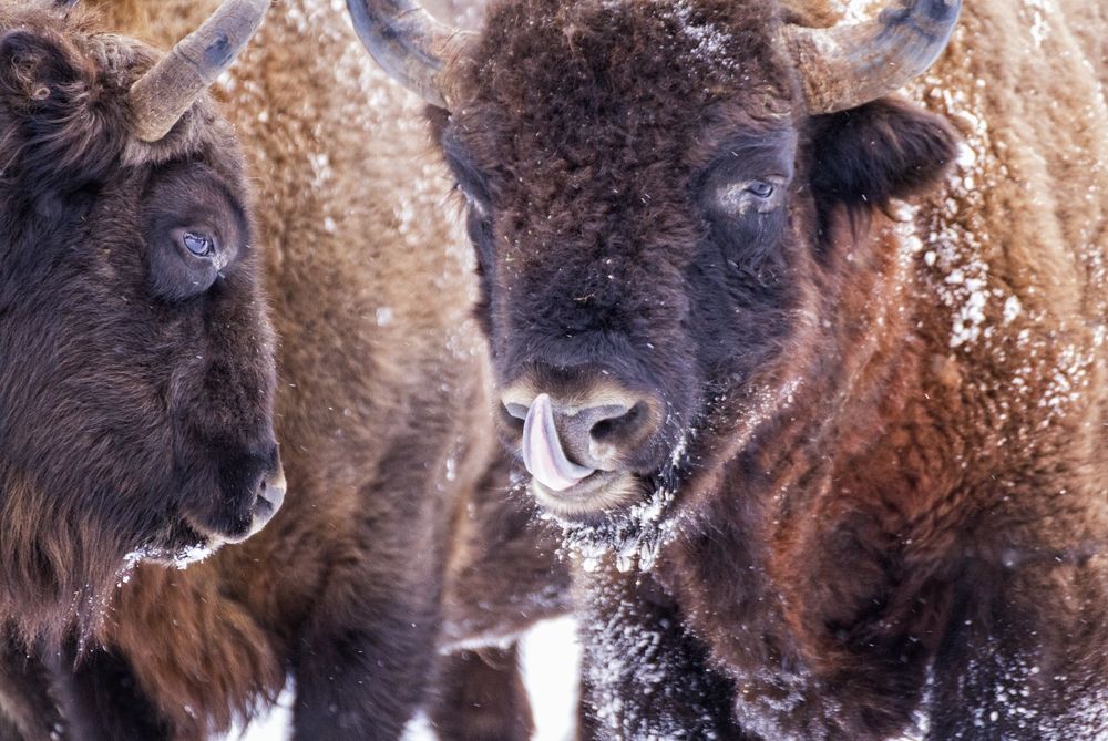 В носу зачесалось.